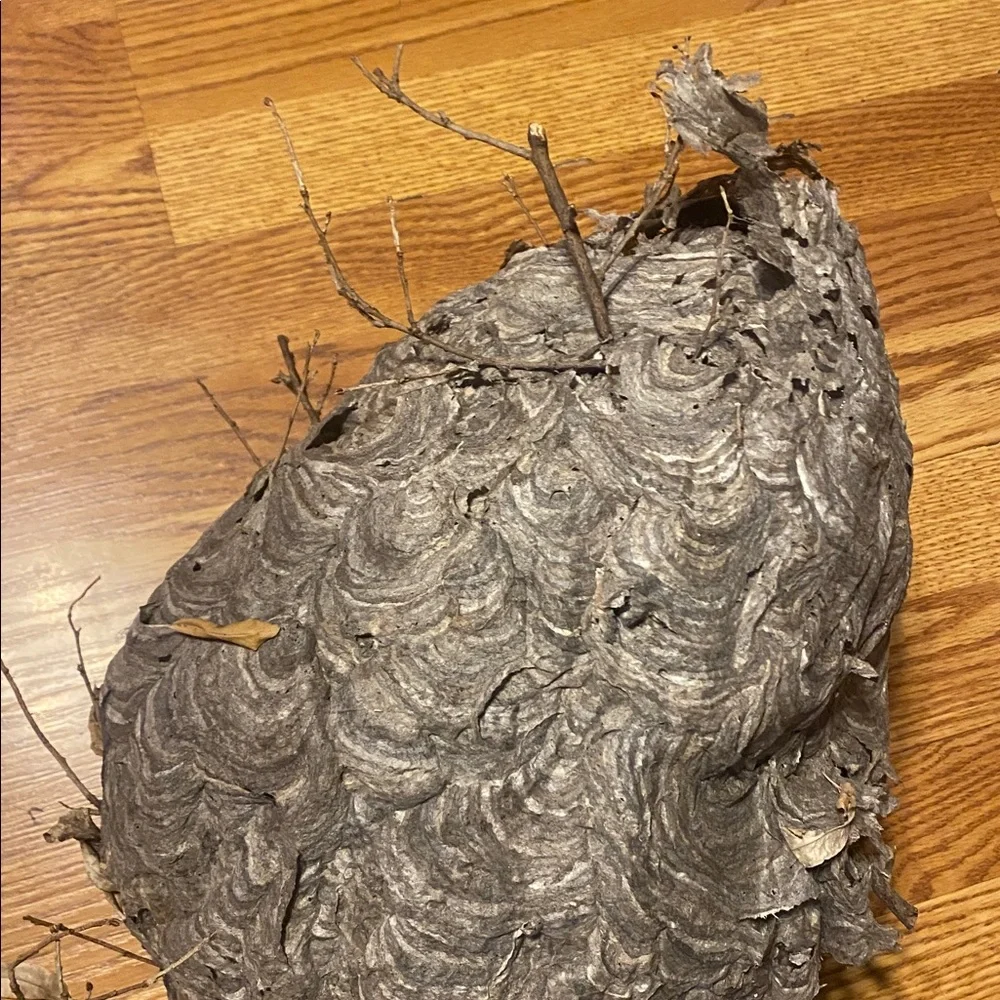 Absolutely Gorgeous Flawless Bald Faced Hornets Nest Appalachia Taxidermy COOL!